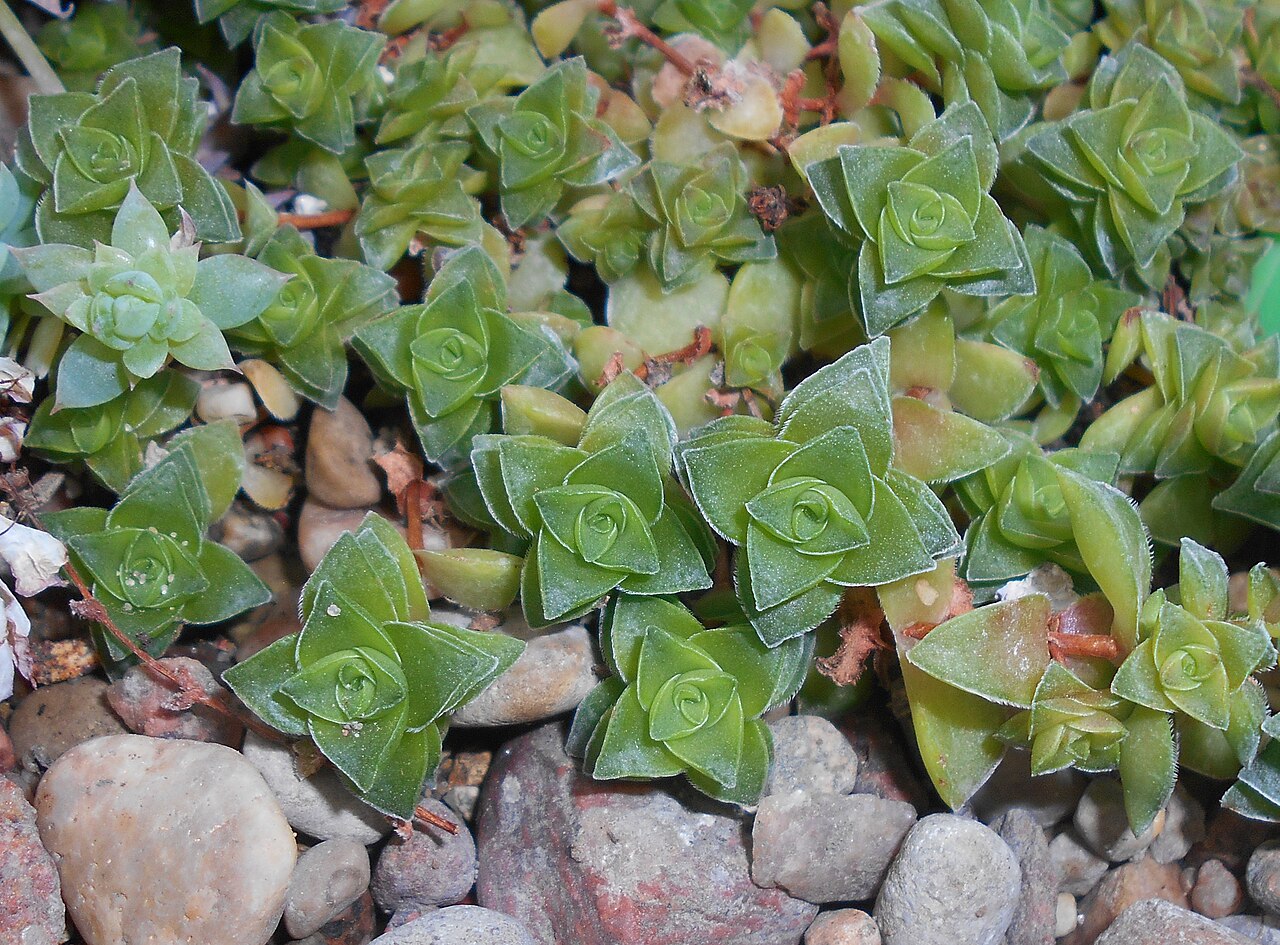 Crassula socialis: Crassula socialis , Ogród Botaniczny UMCS w Lublinie.