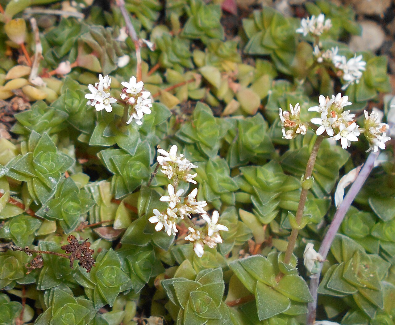 Crassula socialis: Crassula socialis , Ogród Botaniczny UMCS w Lublinie.