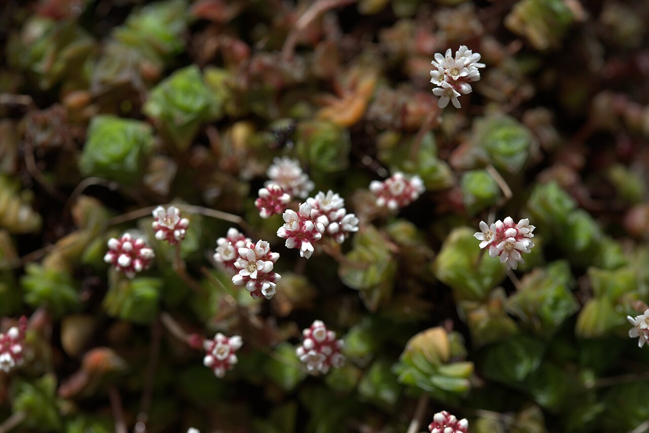 Crassula socialis: Crassula socialis at Gotenburg Botanical Garden in 2015. Plant id: 2004-2172 p G -- Lund C