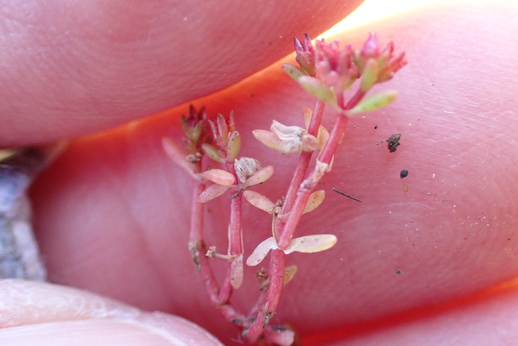 Smooth-seed pygmyweed (Crassula solieri)