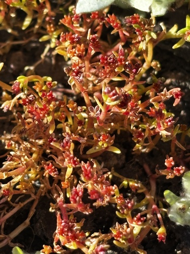 Smooth-seed pygmyweed (Crassula solieri)