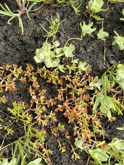 Smooth-seed pygmyweed (Crassula solieri)