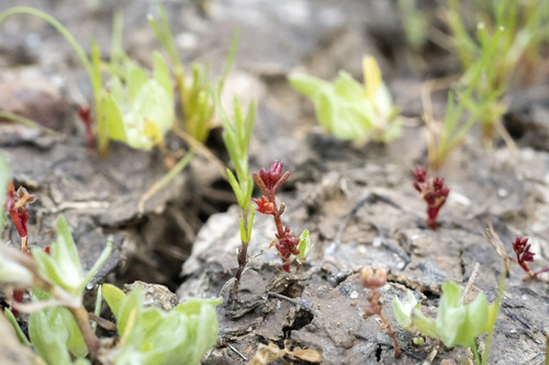 Smooth-seed pygmyweed (Crassula solieri)