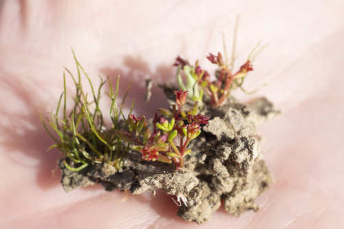 Smooth-seed pygmyweed (Crassula solieri)