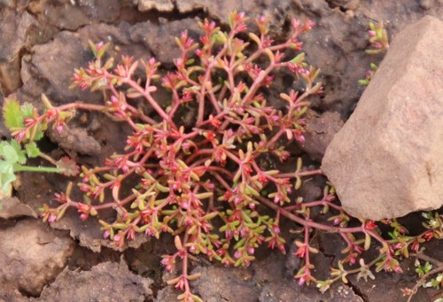 Smooth-seed pygmyweed (Crassula solieri)