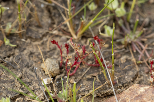 Smooth-seed pygmyweed (Crassula solieri)