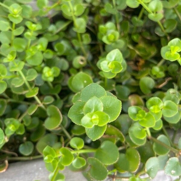 Crassula spathulata (Crassula spathulata)