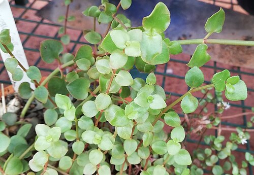 Crassula spathulata: Crassula spathulata in cultivation