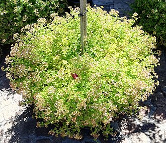 Crassula spathulata: Crassula spathulata in cultivation