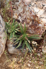 Crassula subacaulis (Crassula subacaulis)