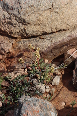 Crassula subacaulis (Crassula subacaulis)