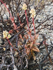 Crassula subacaulis (Crassula subacaulis)