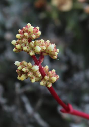 Crassula subacaulis (Crassula subacaulis)