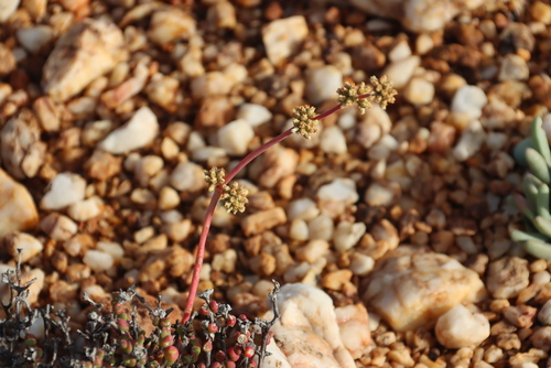 Crassula subacaulis (Crassula subacaulis)
