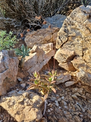 Crassula subacaulis (Crassula subacaulis)
