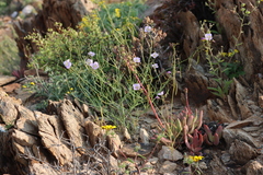 Crassula subacaulis (Crassula subacaulis)