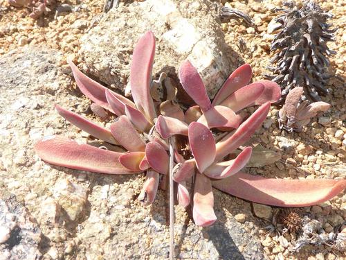 Crassula subacaulis (Crassula subacaulis)