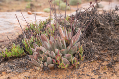 Crassula subacaulis (Crassula subacaulis)