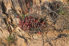 Crassula subacaulis (Crassula subacaulis)