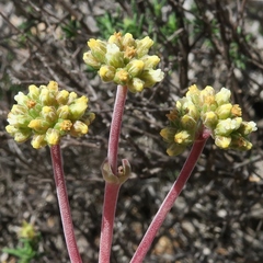 Crassula subacaulis (Crassula subacaulis)