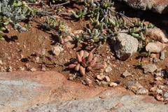 Crassula subacaulis (Crassula subacaulis)
