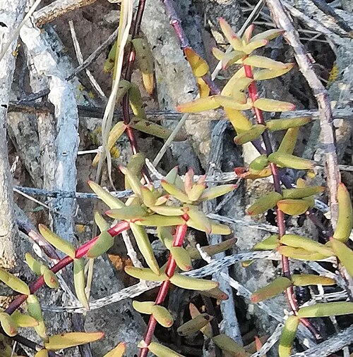 Crassula subaphylla: Crassula subaphylla growing near Robertson