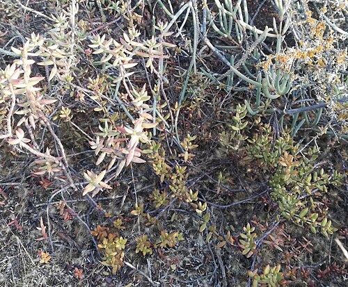 Crassula subaphylla: Crassula tetragona subsp lignescens (left) and Crassula subaphylla (right) growing near Robertson