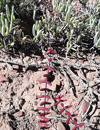 Crassula subaphylla: Crassula subaphylla growing near Worcester
