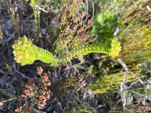 Crassula subulata (Crassula subulata)
