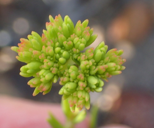 Crassula subulata (Crassula subulata)