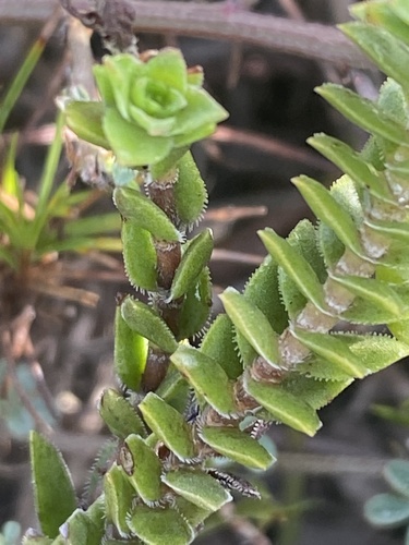 Crassula subulata (Crassula subulata)