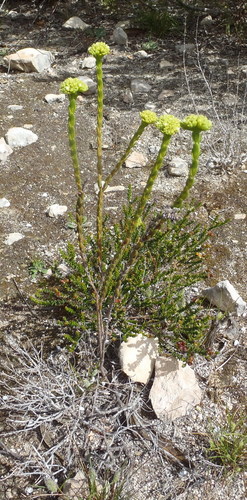 Crassula subulata (Crassula subulata)