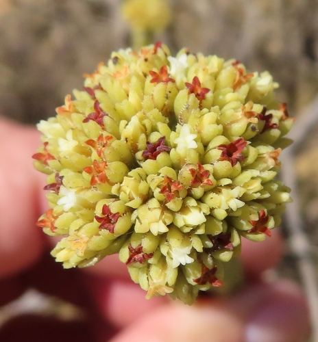 Crassula subulata (Crassula subulata)