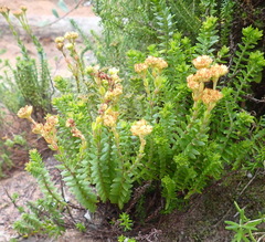 Crassula subulata (Crassula subulata)