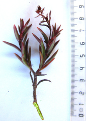 Crassula subulata (Crassula subulata)