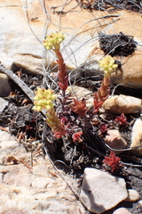 Crassula subulata (Crassula subulata)