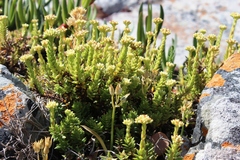 Crassula subulata (Crassula subulata)