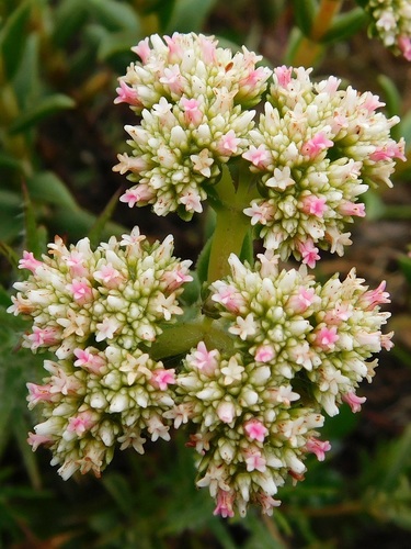Crassula subulata (Crassula subulata)