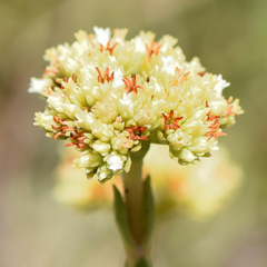 Crassula subulata (Crassula subulata)