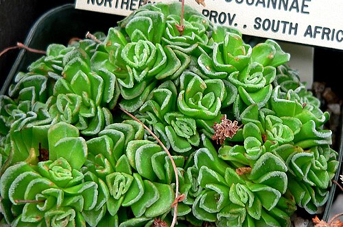 Crassula susannae: Photo of Crassula susannae at the University of California Botanical Garden