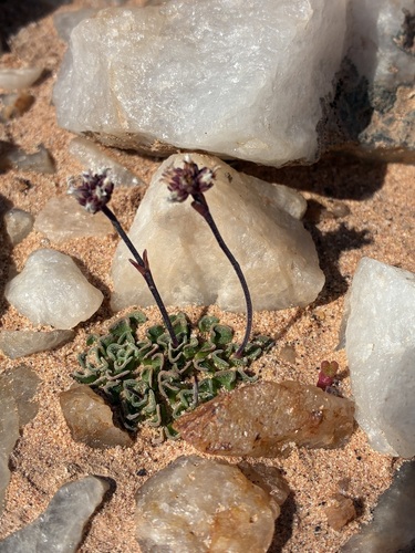 Crassula susannae (Crassula susannae)