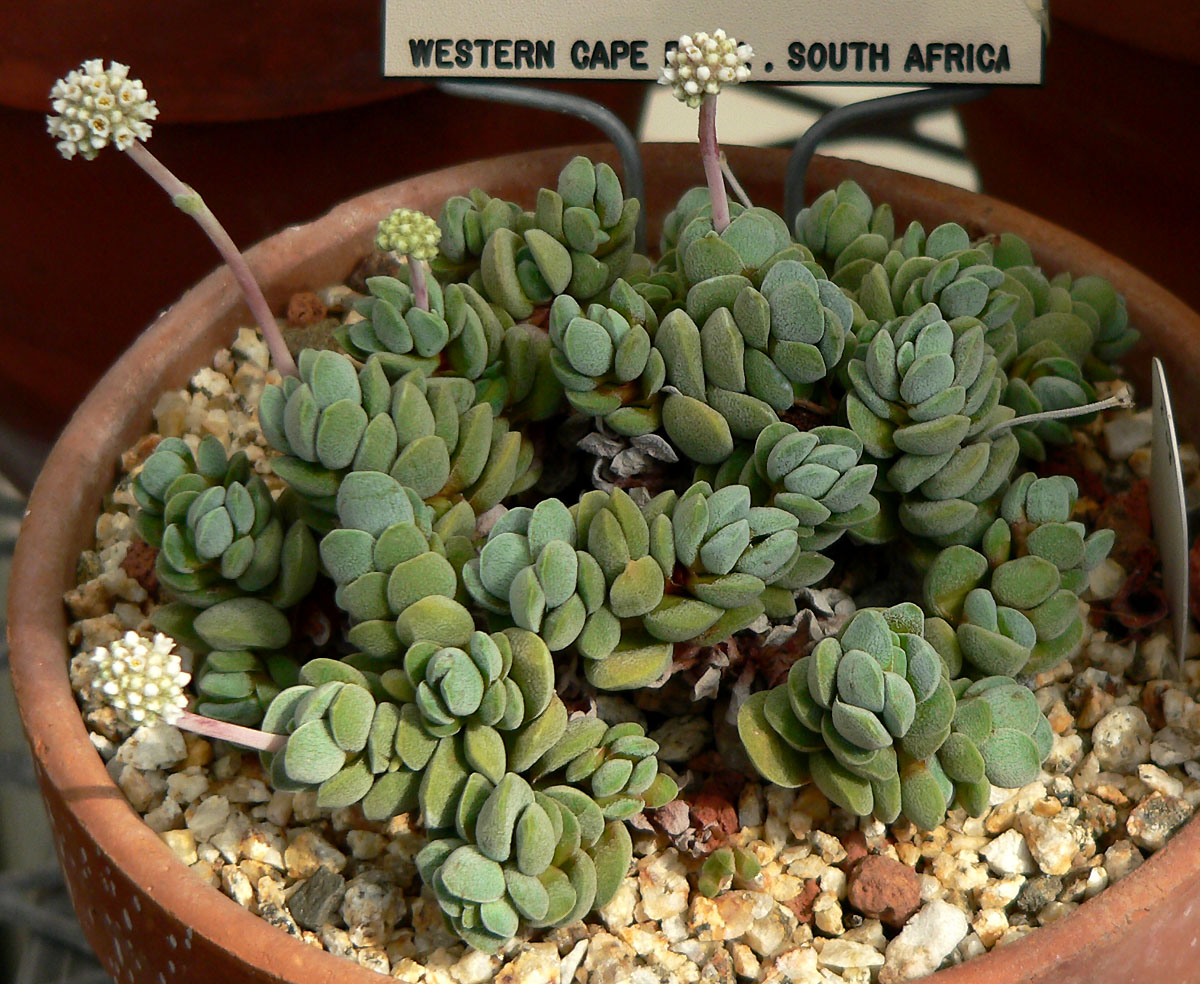 Crassula tecta: Crassula tecta at the University of California Botanical Garden , Berkeley, California