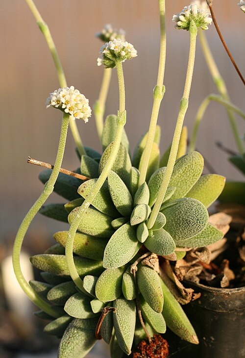 Crassula tecta: Crassula tecta in Kultur