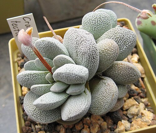 Crassula tecta: Crassula tecta in Kultur