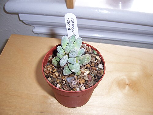 Crassula tecta: Crassula Tecta