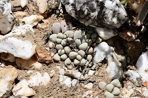 Crassula tecta: South Africa, Western Cape, near Anysberg Nature Reserve, quartz patch.