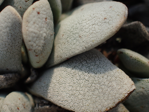 Crassula tecta (Crassula tecta)