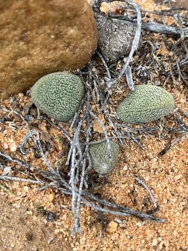 Crassula tecta (Crassula tecta)