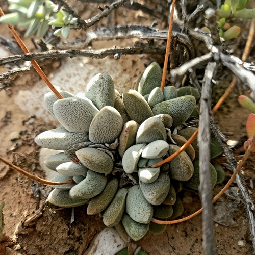 Crassula tecta (Crassula tecta)