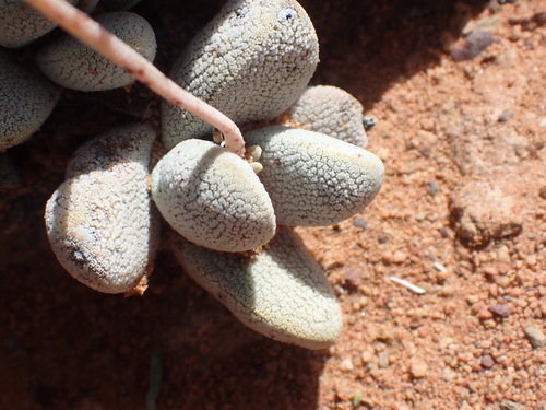 Crassula tecta (Crassula tecta)